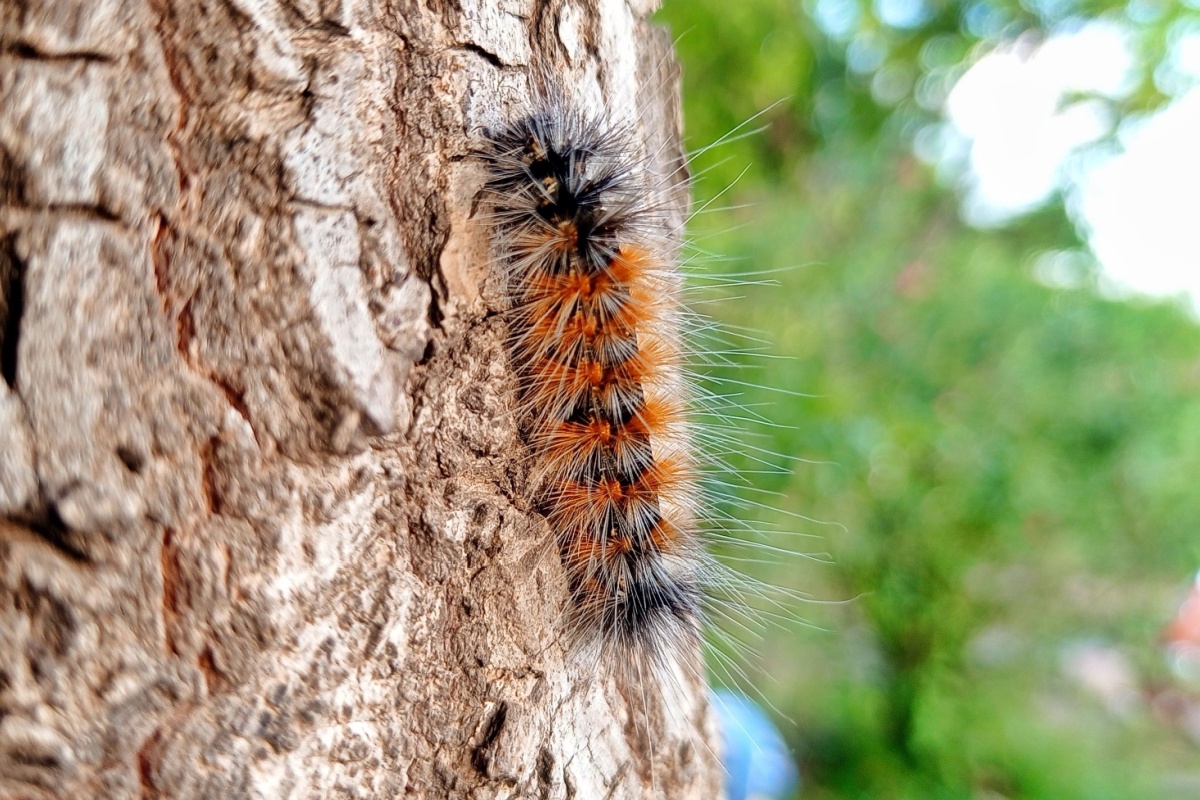 Une chenille processionnaire également appelée processionnaire du pin (Thaumetopoea pityocampa).