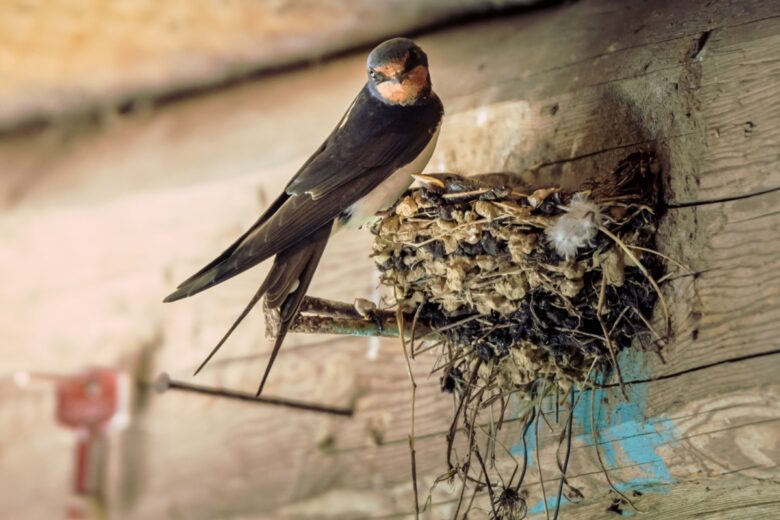 Une hirondelle surveillant ses œufs dans son nid.