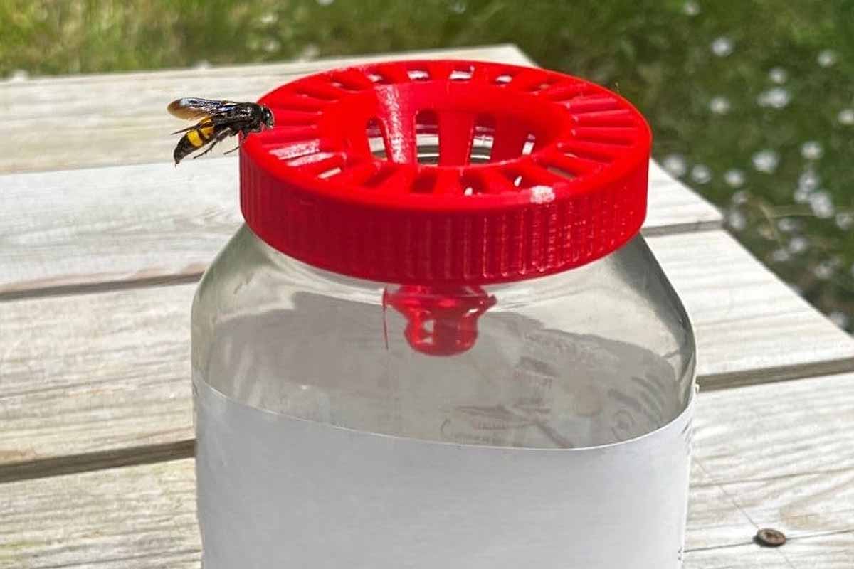 Un piège à frelons asiatiques qui s'adapte sur vos pots de pâtes à tartiner. Il existe un modèle qui s'adapte sur les pots de confiture.