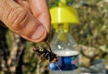 Un frelon asiatique capturé et le piège Tap Trap en arrière-plan.