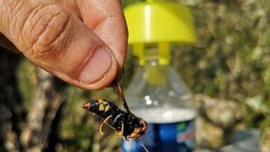 Un frelon asiatique capturé et le piège Tap Trap en arrière-plan.