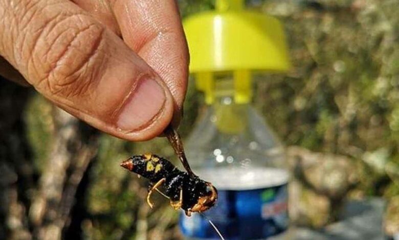 Un frelon asiatique capturé et le piège Tap Trap en arrière-plan.