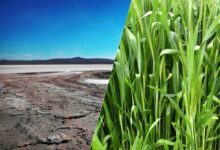 Des scientifiques travaillent sur une méthode pour rendre les terres salines en sols plus propices à l'agriculture.