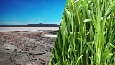 Des scientifiques travaillent sur une méthode pour rendre les terres salines en sols plus propices à l'agriculture.