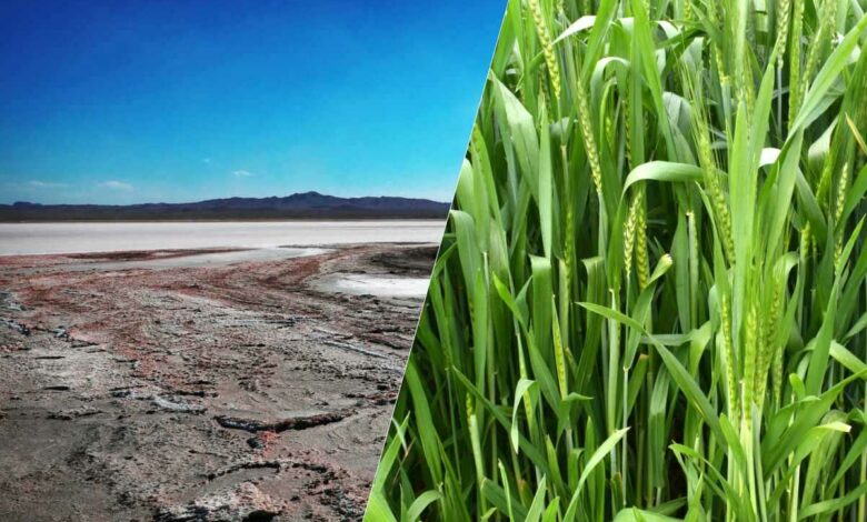Des scientifiques travaillent sur une méthode pour rendre les terres salines en sols plus propices à l'agriculture.