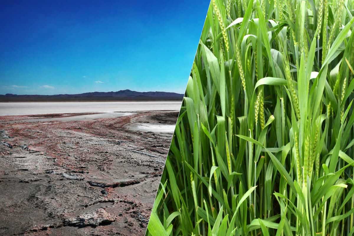 Des scientifiques travaillent sur une méthode pour rendre les terres salines en sols plus propices à l'agriculture.