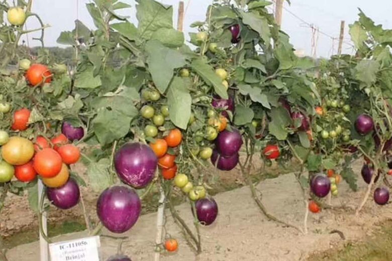 Des plants de brimato en Inde, où poussent des tomates et des aubergines sur une même plante.