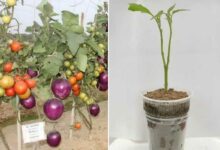 Le Brimato est une plante hybride issue de greffes, capable de produire des tomates et des aubergines.