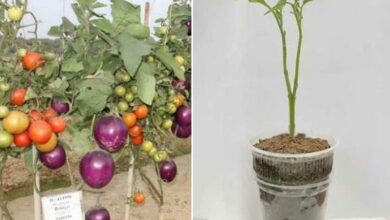 Le Brimato est une plante hybride issue de greffes, capable de produire des tomates et des aubergines.