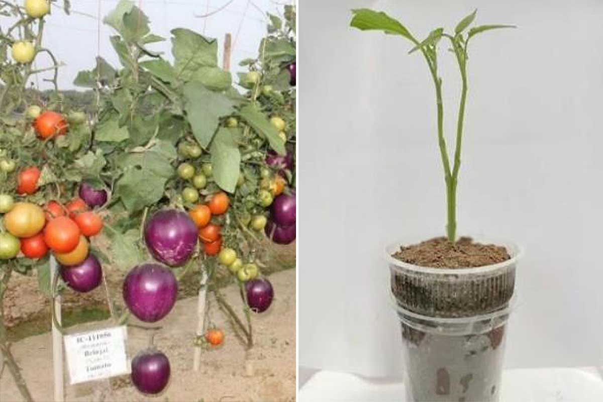 Le Brimato est une plante hybride issue de greffes, capable de produire des tomates et des aubergines.