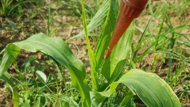 L'invention d'un hydrogel servant de pesticide naturel.