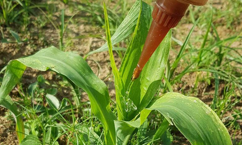 L'invention d'un hydrogel servant de pesticide naturel.