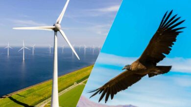 Une étude s'inspire des ailes du condor pour développer des pales d'éoliennes plus performantes.