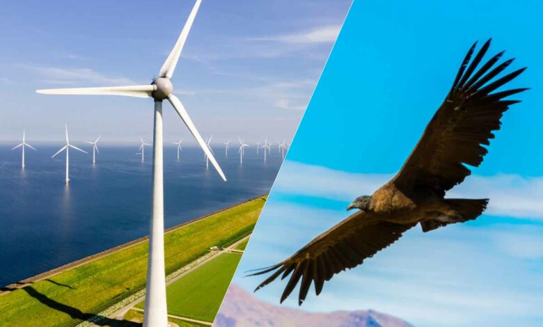 Une étude s'inspire des ailes du condor pour développer des pales d'éoliennes plus performantes.