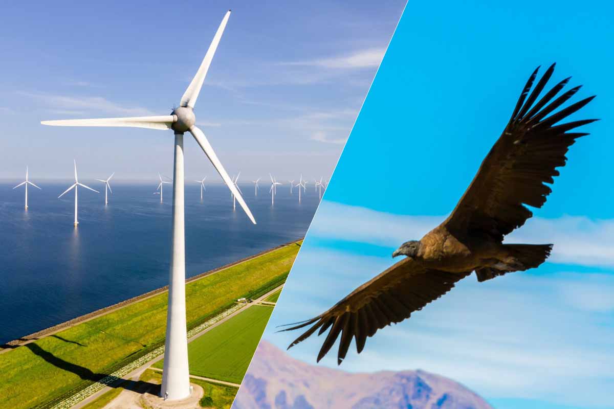 Une étude s'inspire des ailes du condor pour développer des pales d'éoliennes plus performantes.