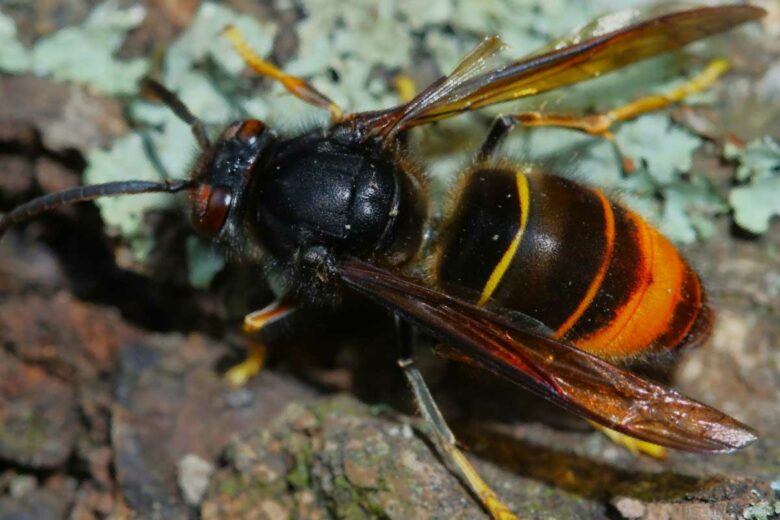 Un piège doté d'une IA pour détecter et tracer les frelons asiatiques jusqu'au nid.