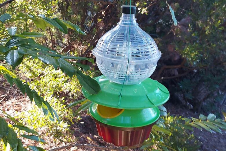 La ville de Bornes les Mimosas utilise ces pièges pour capturer les frelons asiatiques.