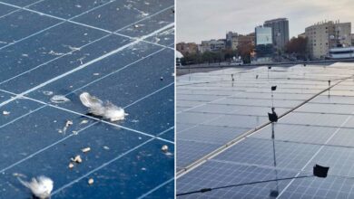 Un dispositif écologique conçu pour protéger les panneaux solaires, respectueux des oiseaux et adaptable aux différentes tailles de panneaux.