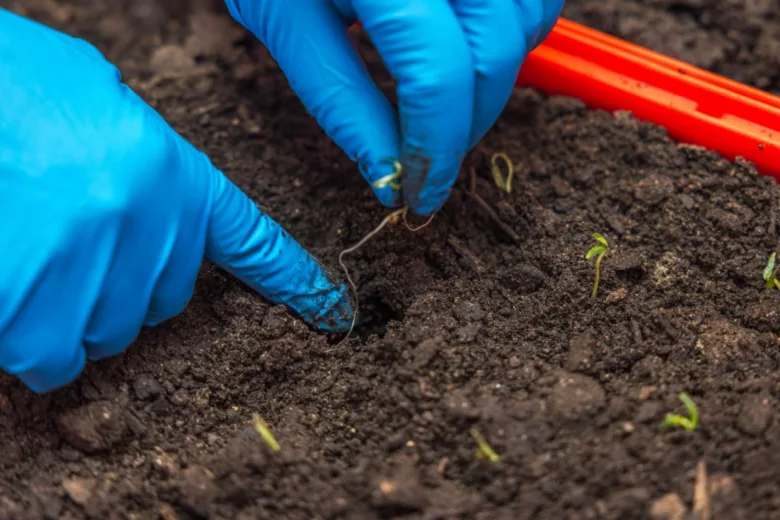 Certaines variétés de tomate sont plus résistantes au stress hydrique.