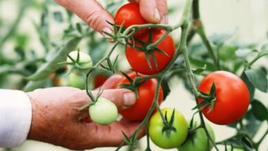 Des tomates qui poussent presque sans eau.