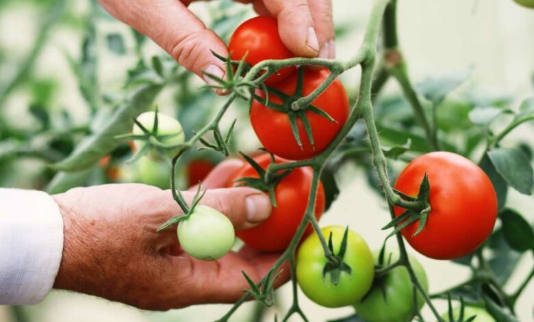 Des tomates qui poussent presque sans eau.