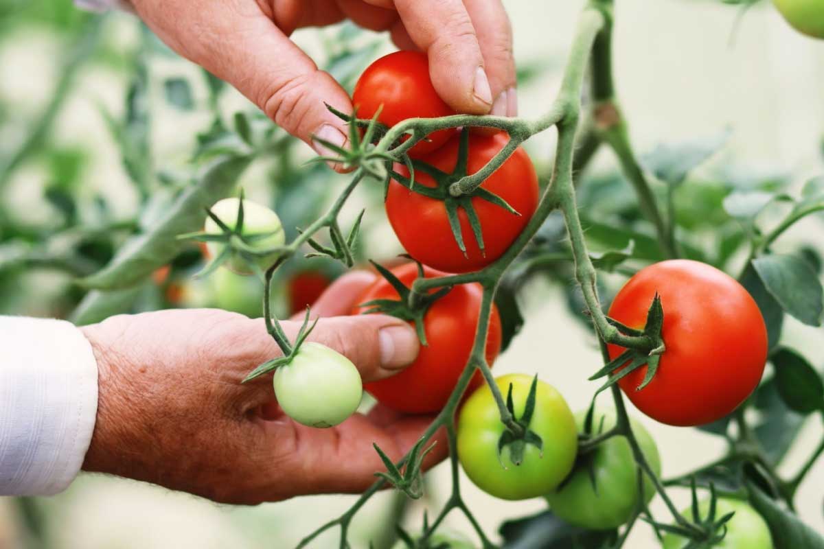 Des tomates qui poussent presque sans eau.