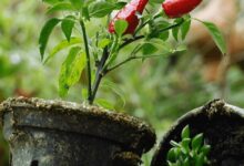 L'entreprise Bioplasmar utilise des déchets verts et diverses matières organiques pour créer des pots de fleurs respectueux de l'environnement.