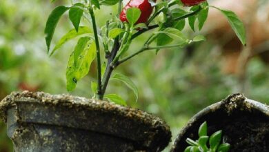 L'entreprise Bioplasmar utilise des déchets verts et diverses matières organiques pour créer des pots de fleurs respectueux de l'environnement.