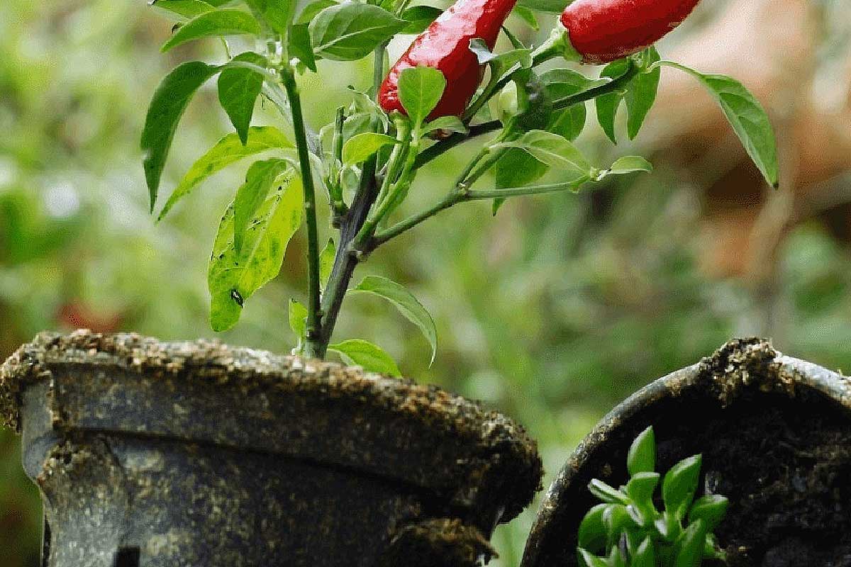 L'entreprise Bioplasmar utilise des déchets verts et diverses matières organiques pour créer des pots de fleurs respectueux de l'environnement.