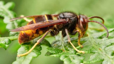 La lutte contre les frelons asiatiques est primordiale si nous voulons préserver la biodiversité, mise à mal par ces nuisibles.