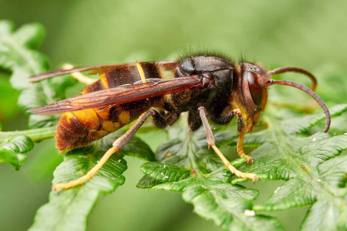 La lutte contre les frelons asiatiques est primordiale si nous voulons préserver la biodiversité, mise à mal par ces nuisibles.