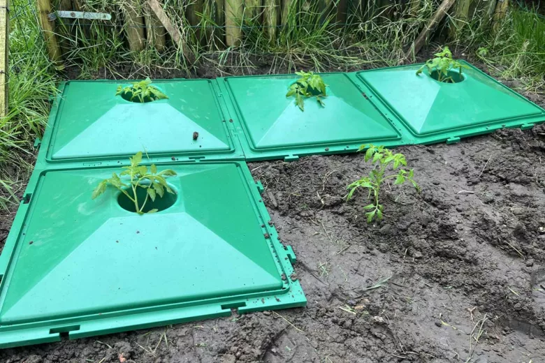 Une invention qui permet de placer les plants de tomates à la bonne distance.