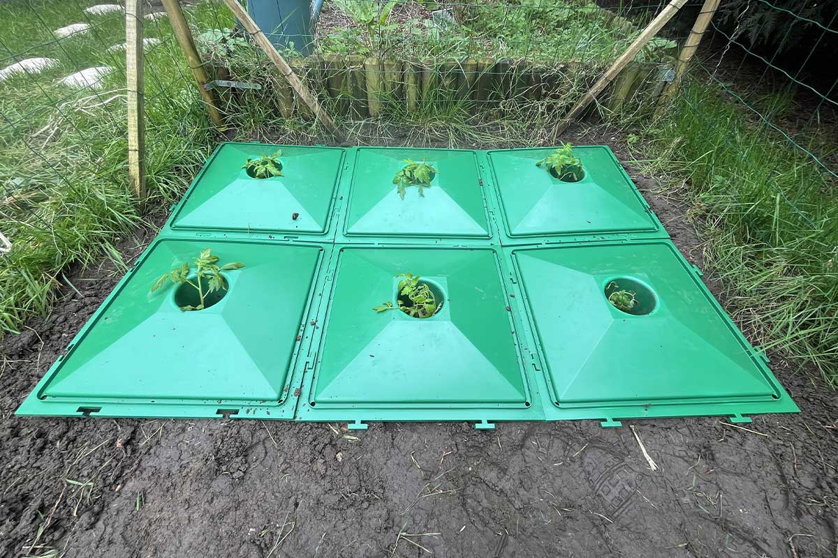 Moins d'eau et plus de tomates. Crédit photo : Nathalie Kleczinski pour NeozOne