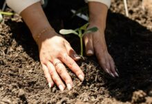Une fois replantée dans du terreau, vous pouvez ajouter du compost pour enrichir le sol.