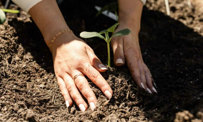 Une fois replantée dans du terreau, vous pouvez ajouter du compost pour enrichir le sol.