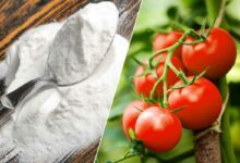 Le bicarbonate de soude est un allié pour vos plants de tomates.