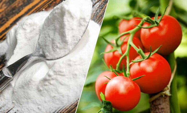 Le bicarbonate de soude est un allié pour vos plants de tomates.