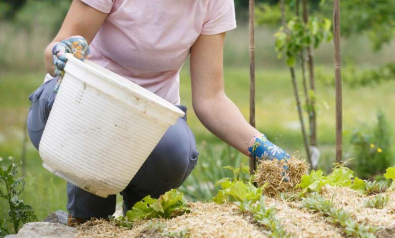 Paillage du jardin avec des résidus de tonte.