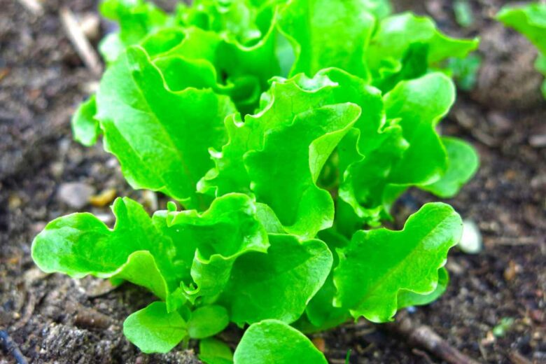 Une jeune pousse de laitue au jardin.