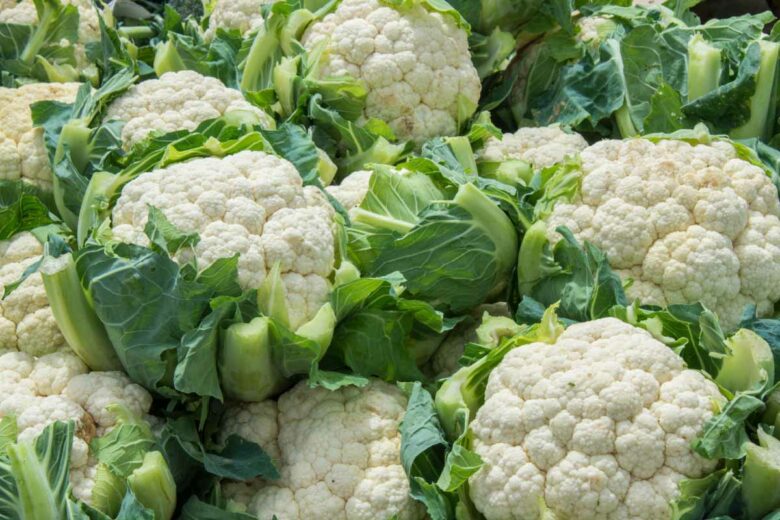 Les choux-fleurs sont compliqués à cultiver au potager et attirent beaucoup d'insectes.