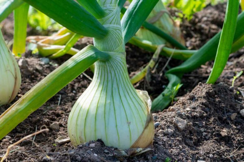 L'oignon n'est pas le légume le plus rentable du potager.