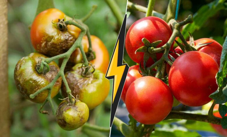 Comment lutter contre le mildiou et avoir de belles tomates ?