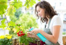 Une femme s'occupant de ses tomates sur son balcon.