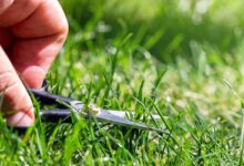 Qu'est-ce que le mulching ?