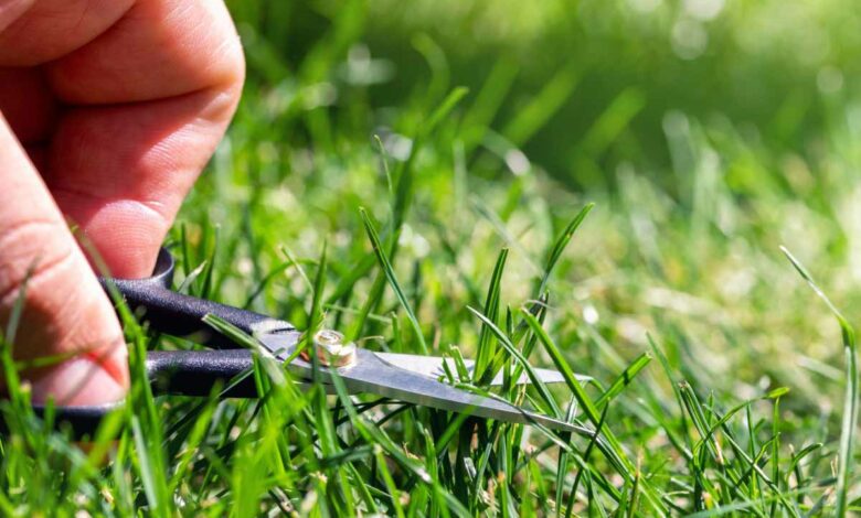 Qu'est-ce que le mulching ?