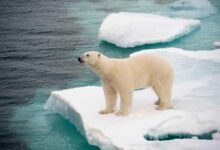 Le changement climatique réduit la banquise en Arctique et par la même occasion l'habitat naturel de l'ours polaire.
