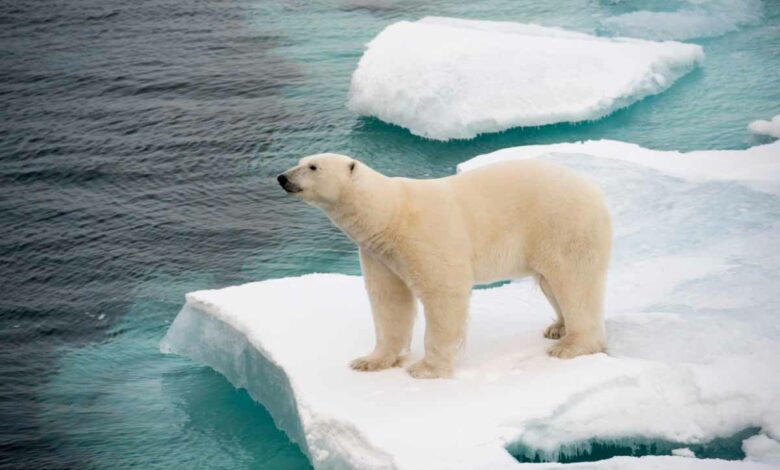 Le changement climatique réduit la banquise en Arctique et par la même occasion l'habitat naturel de l'ours polaire.