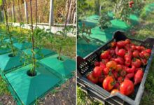 Une invention pour augmenter sa production de tomates avec moins d'eau.