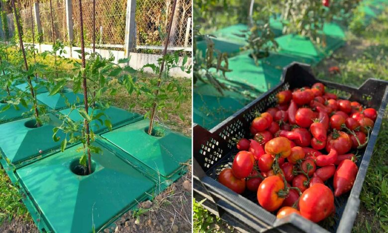 Une invention pour augmenter sa production de tomates avec moins d'eau.