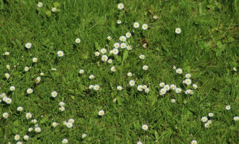 Pourquoi il ne faut pas tondre son jardin au mois de mai ?